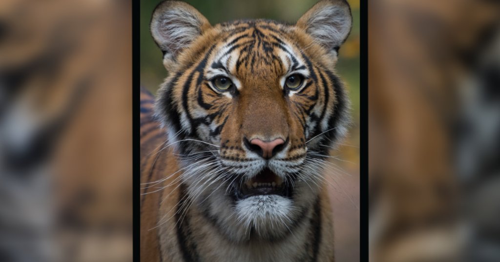 Tiger Test Positive For The Corona Virus In New York Zoo